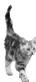katzed